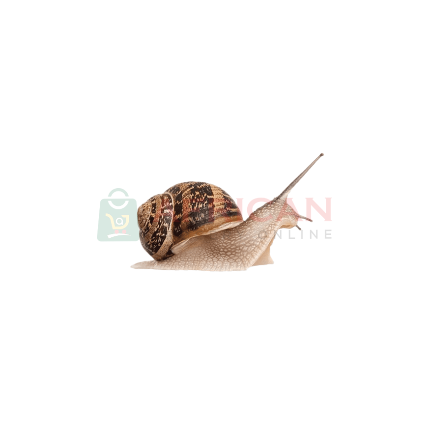 African Snail