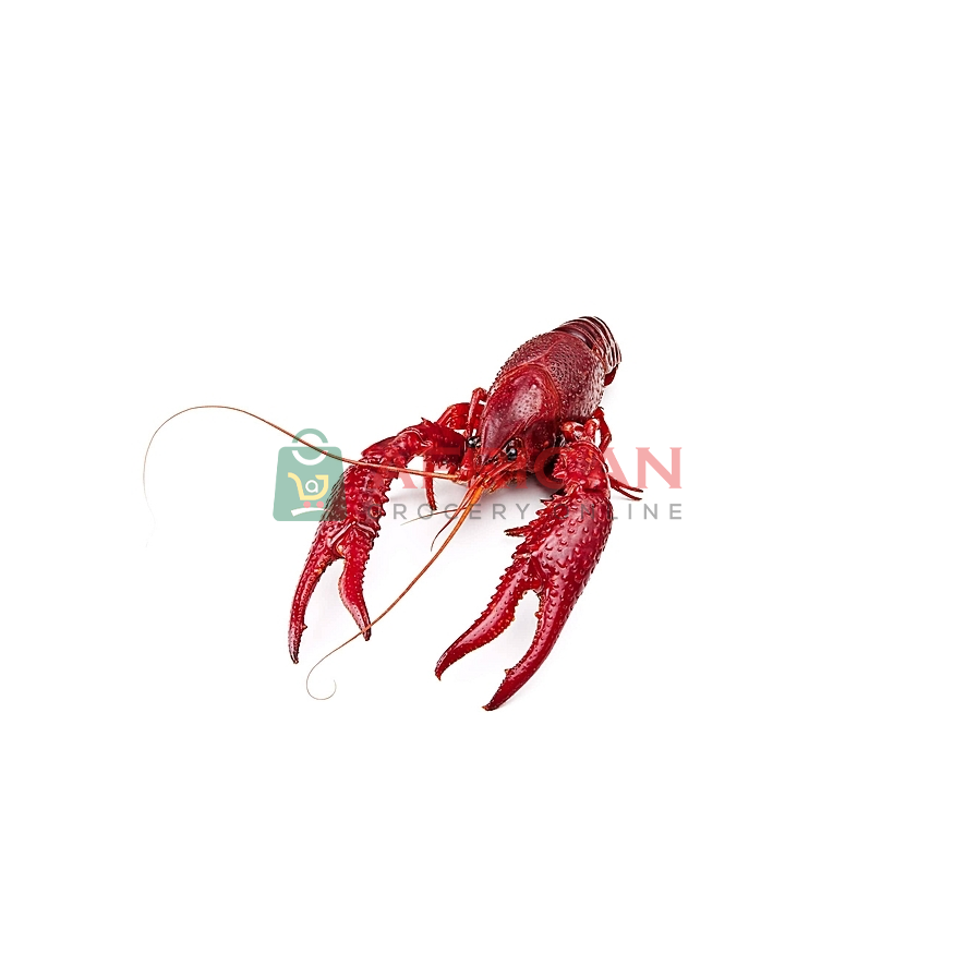RED CRAW FISH