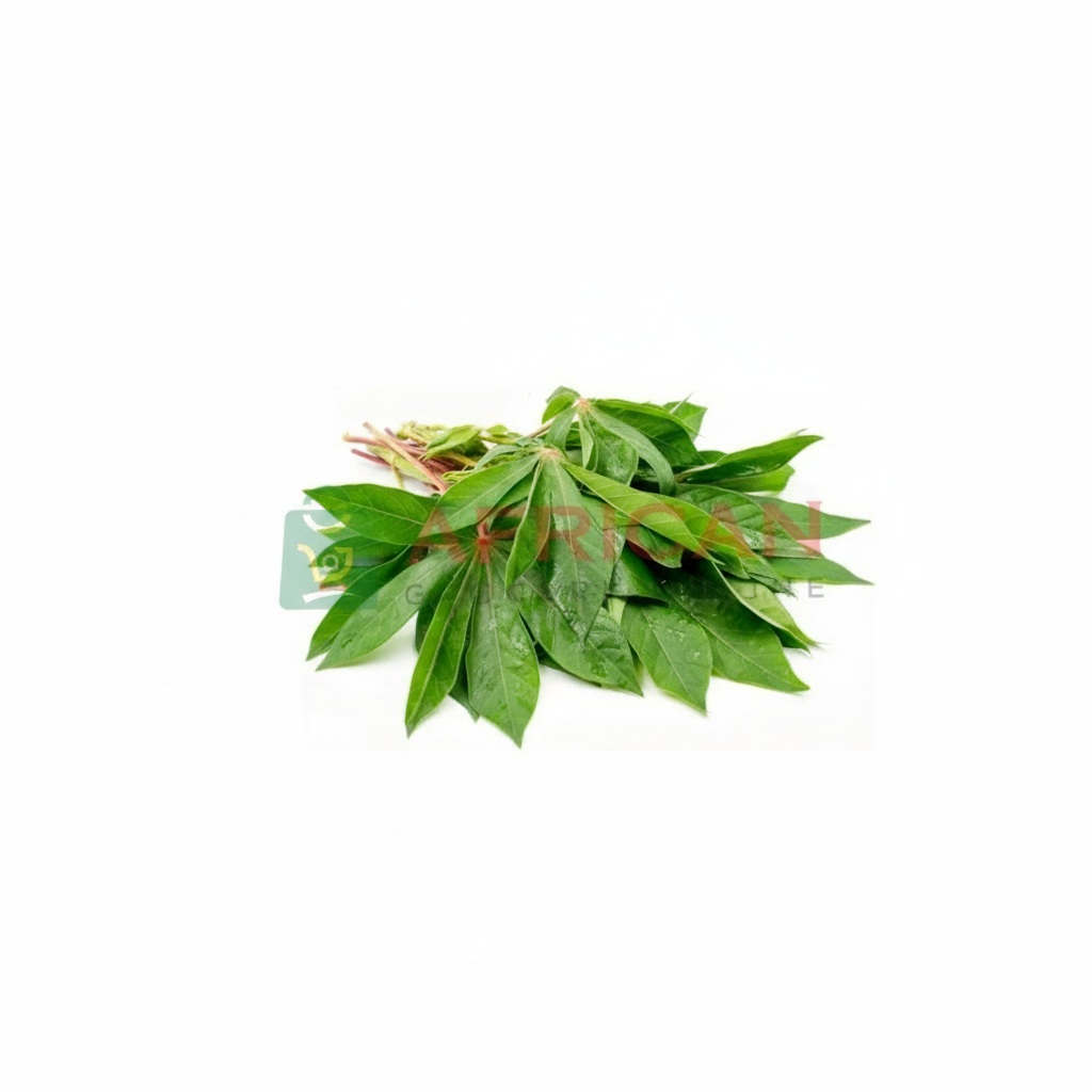 A bunch of fresh cassava leaves with stems, isolated on a white background.