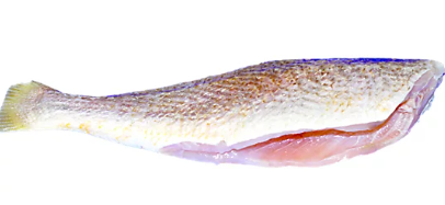 CROAKER SINGLES