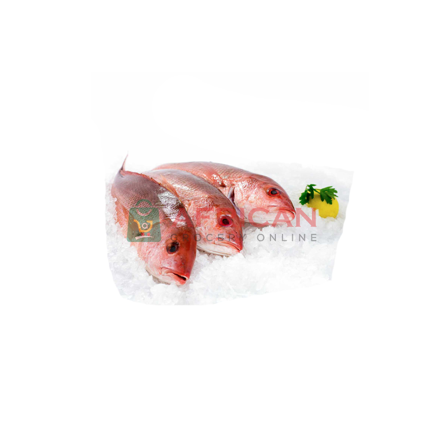 RED SNAPPER 3LBS