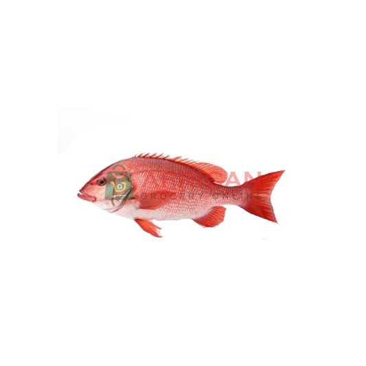 RED SNAPPER SINGLE