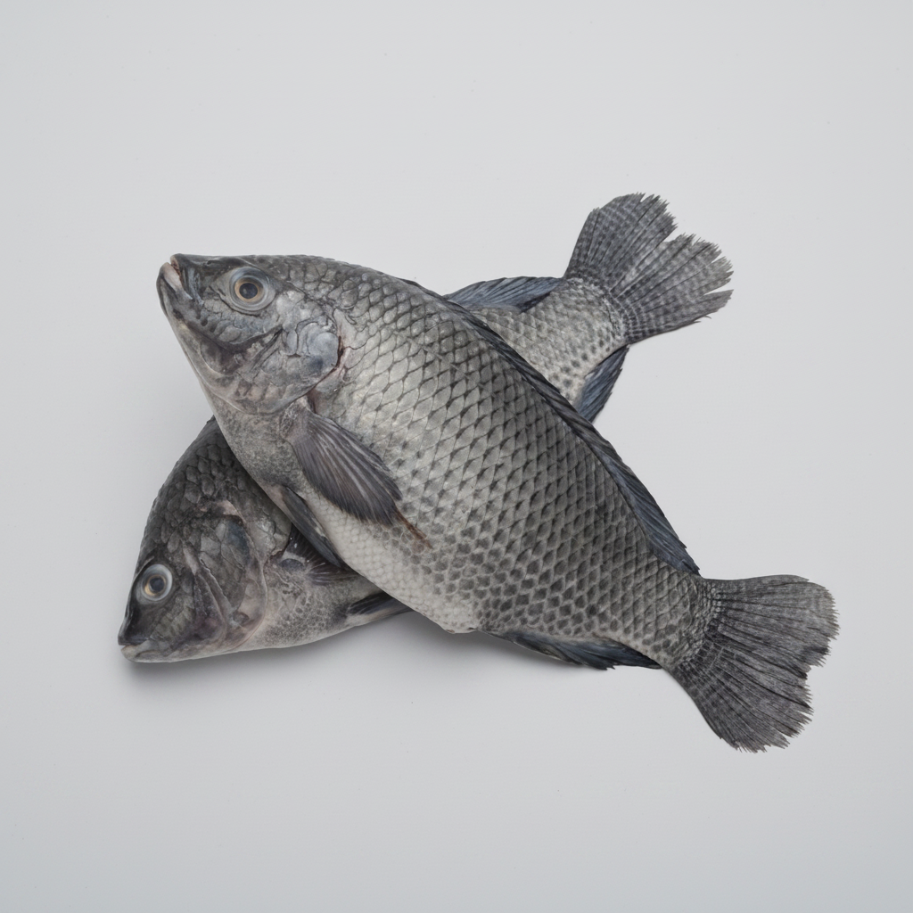 Two whole raw tilapia fish stacked on a plain white background.