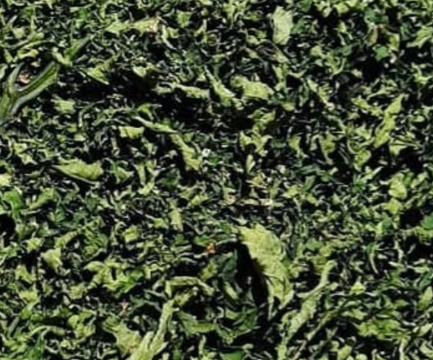 A close-up view of chopped green leafy material, likely herbs, tea leaves, or shredded vegetables, filling the frame.
