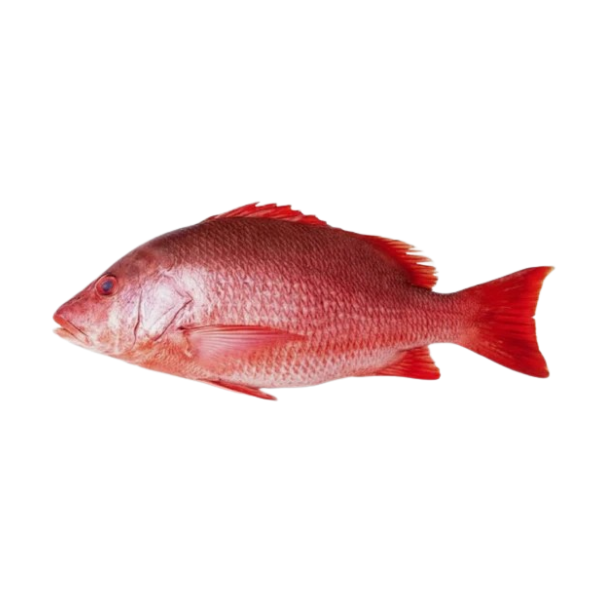 Red Snapper Fish