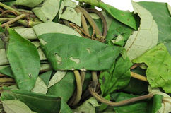 A close-up pile of green leaves with visible stems and natural texture.